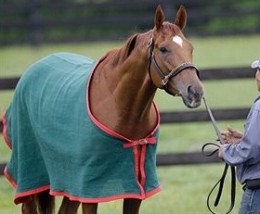 racehorse