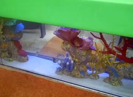marlins-aquarium