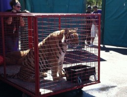 washington-tiger-lsu
