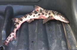 shark-golf-course