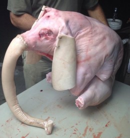 lsu-pig-elephant