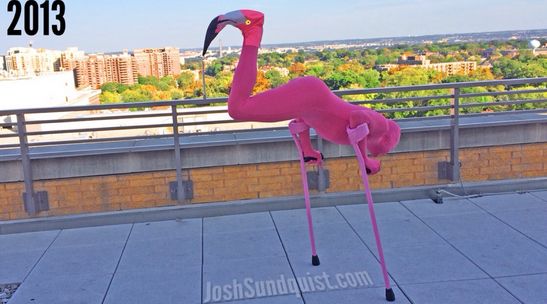 Josh-Sundquist-Halloween-flamingo