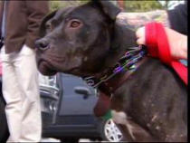 Michael Vick's Pit Bulls to Star in Reality TV Show