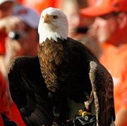 Auburn fan reportedly punched for yelling 'War Eagle' in a Whataburger