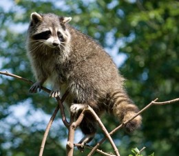 Raccoon