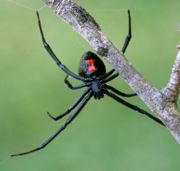 Black-widow-spider