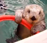 Sea Otter basketball