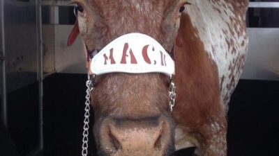 Bevo Mack Brown