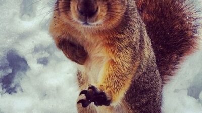 Squirrel Heisman pose