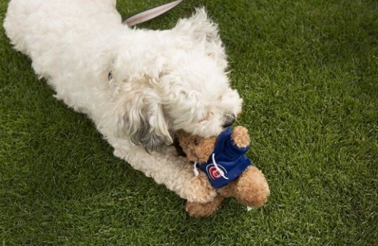 Brewers-dog-Hank-Cubs-toy