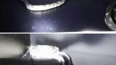 Portland Trail Blazers rattlesnake