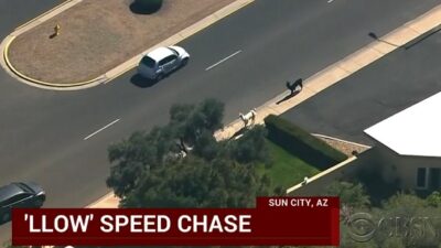 llama chase