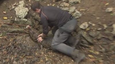 Drew Brees crocodile