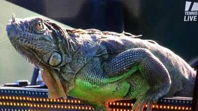 tennis iguana