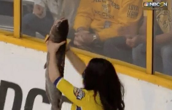 catfish predators hockey