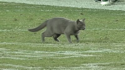 Cat Memphis South Florida