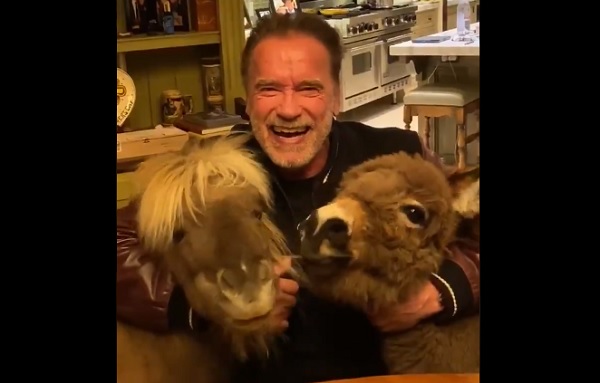 Arnold Schwarzenegger donkey horse