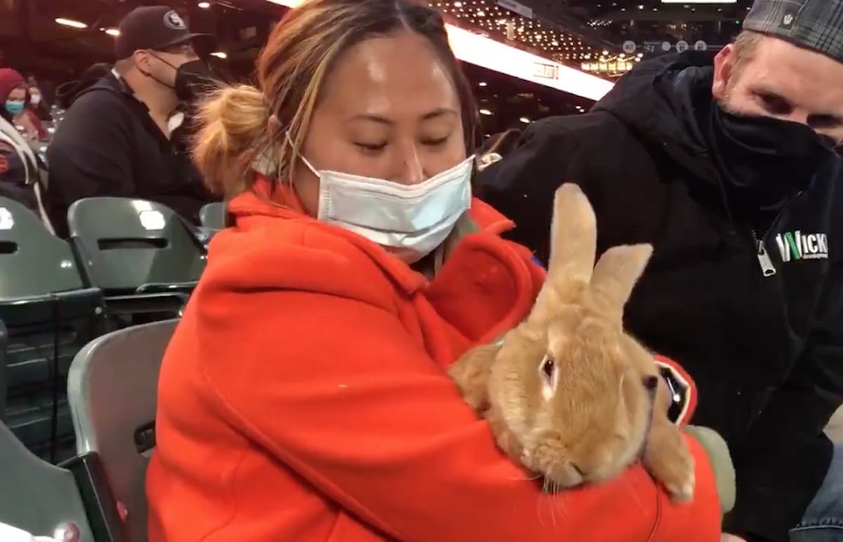 Video: Woman brings pet bunny rabbit to baseball game