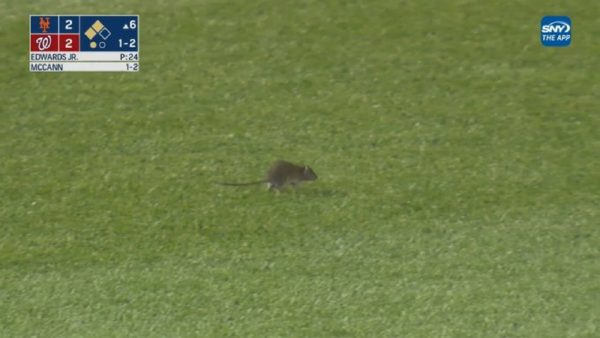 A rat running around in the outfield