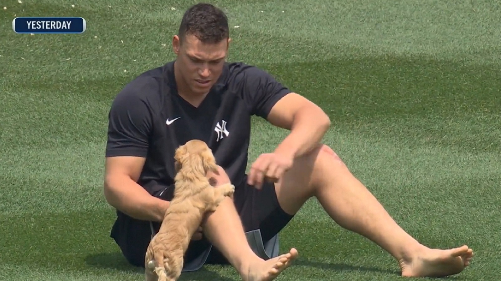 Aaron Judge plays with his pet Dachshund Gus inside Yankee