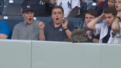 Yankee Stadium squirrel