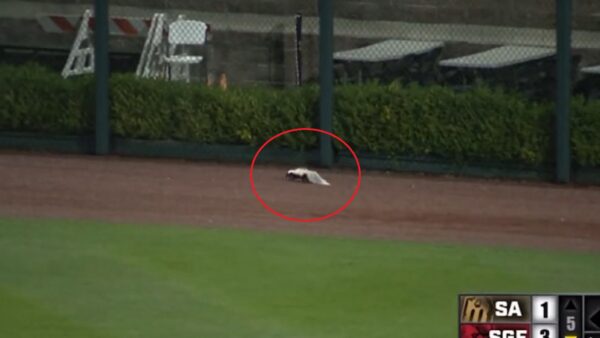 A skunk in the outfield
