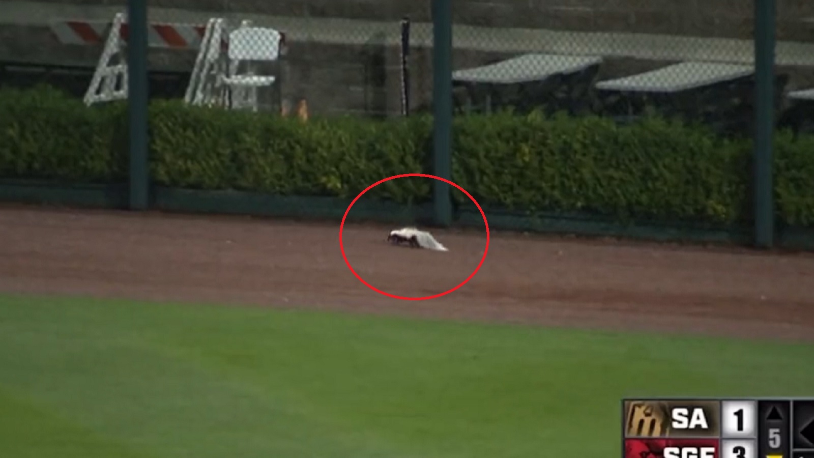 That stinks! Skunk halts Springfield Cardinals game for quick stroll