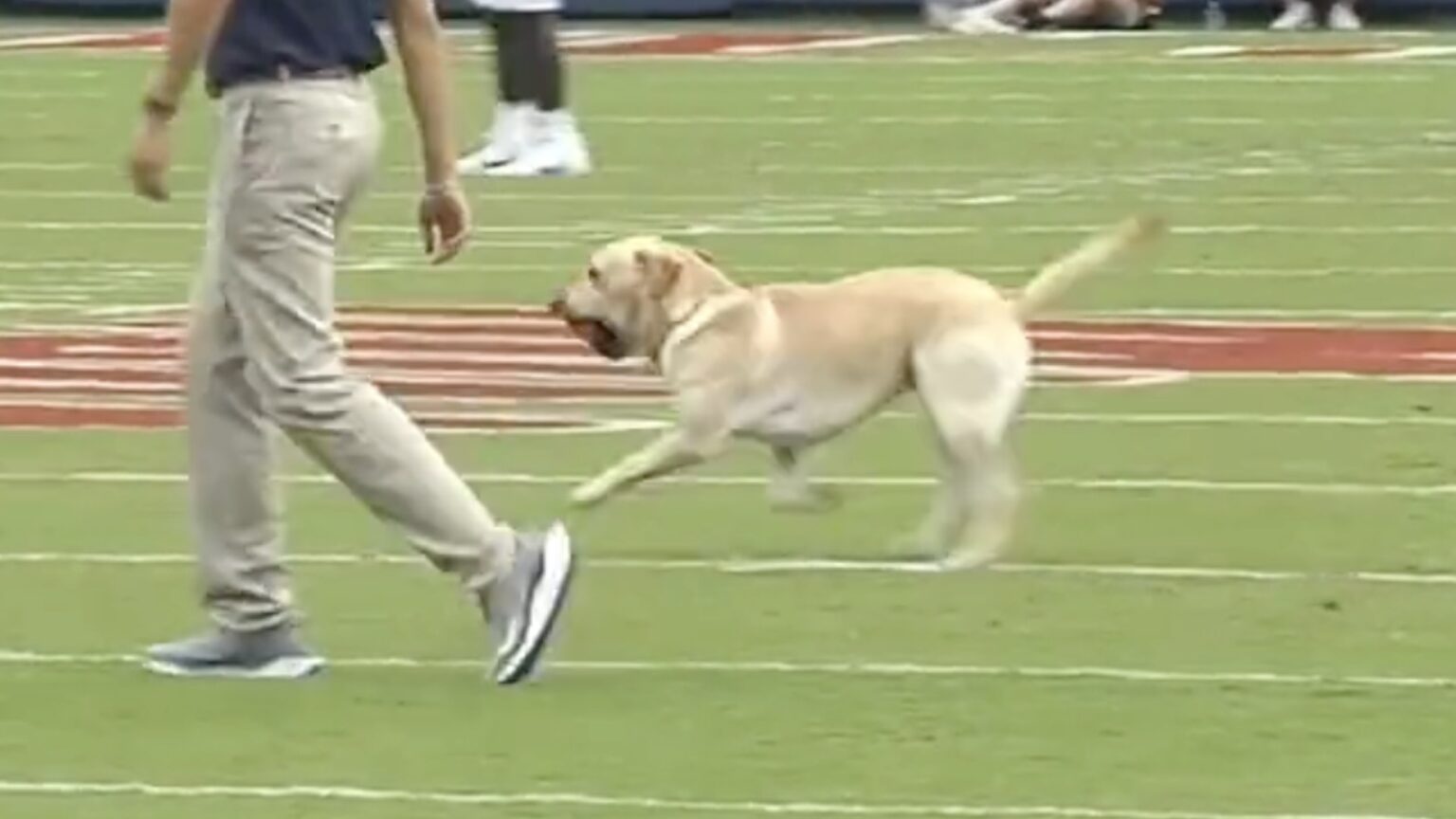 Lane Kiffin's dog Juice played key role in Ole Miss opener