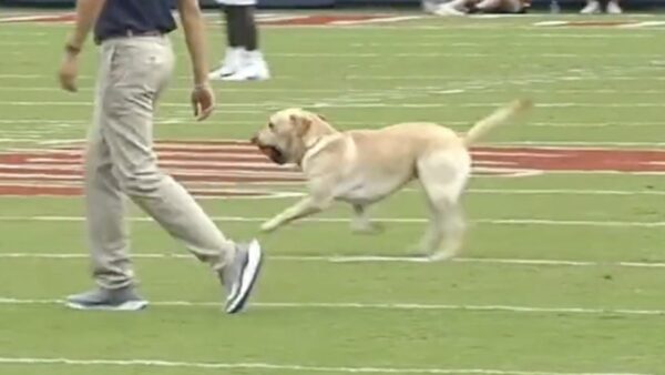 Lane Kiffin's dog retrieves the kickoff tee