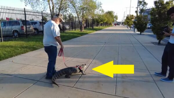 An alligator on a leash