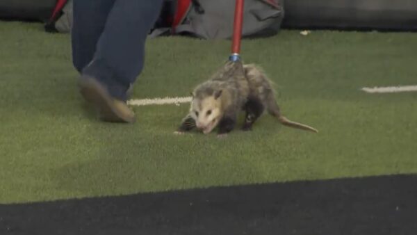 Opossum being taken off the field at Texas Tech-TCU game