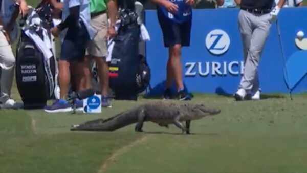 An alligator walks across the tee box at a PGA TOUR event