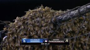 Bee delay during Diamondbacks-Dodgers game