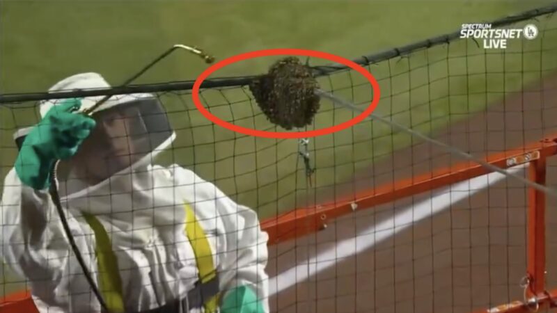Matt Hilton dealing with a bee delay during Diamondbacks-Dodgers game