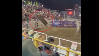 Bull jumps over railing