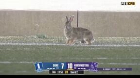 Rabbit on the field during Northwestern-Duke game