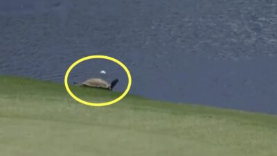 Rory McIlroy skips a shot over a turtle