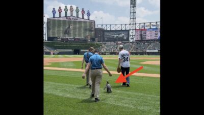 Pepe the penguin waddling to the mound to throw the first pitch for a White Sox game