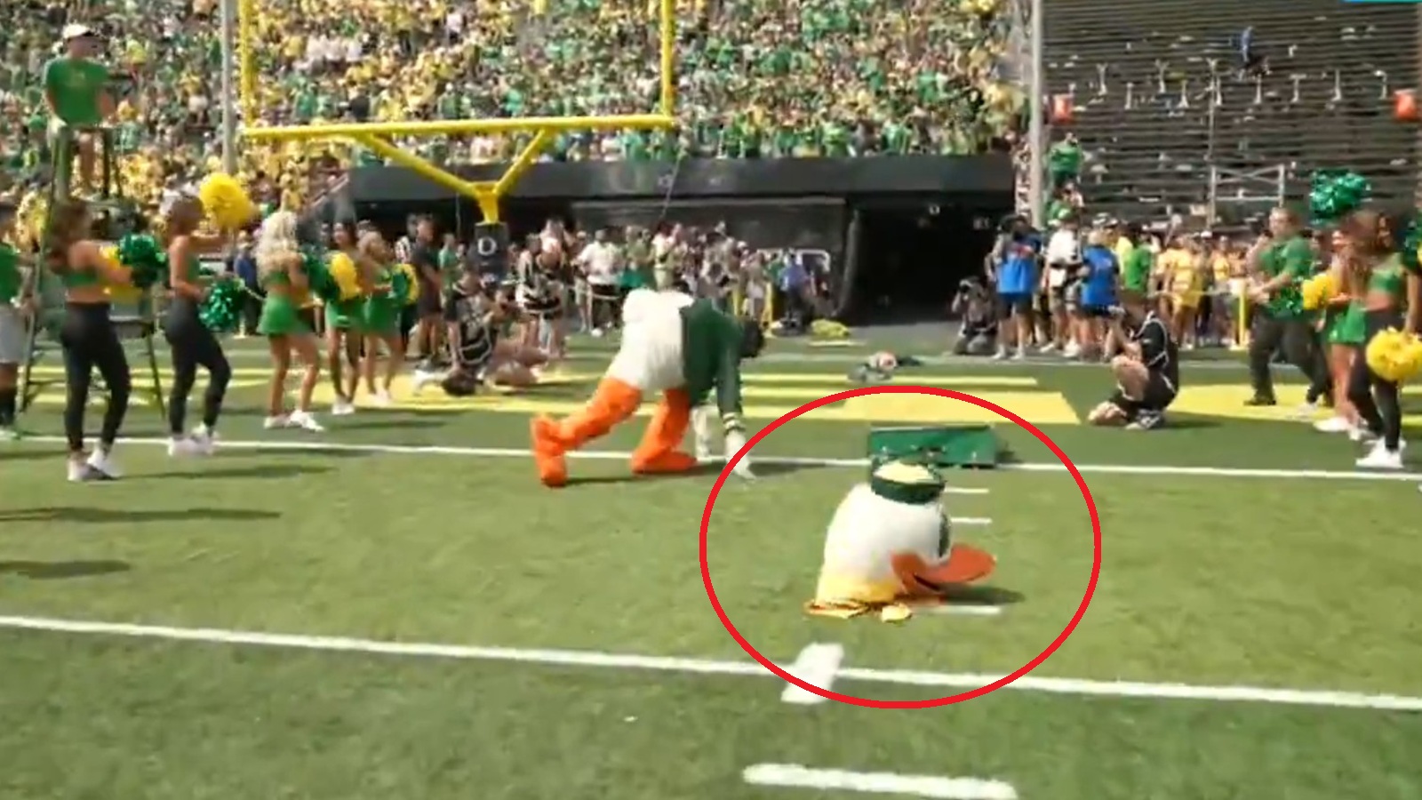The Oregon Duck losing his head