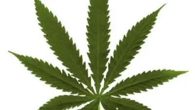 Marijuana