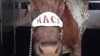 Bevo Mack Brown