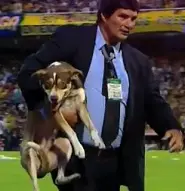 Dog soccer field