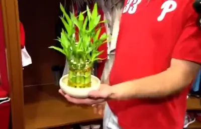 Phillies Brad Miller bamboo