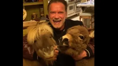 Arnold Schwarzenegger donkey horse
