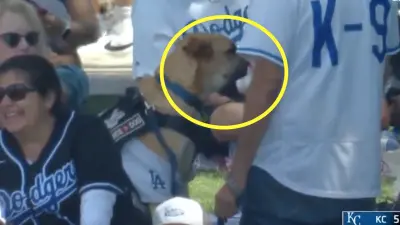 A dog caught a home run ball