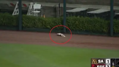 A skunk in the outfield