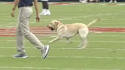Lane Kiffin's dog retrieves the kickoff tee