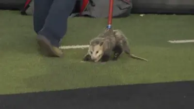 Possum being taken off the field at Texas Tech-TCU game
