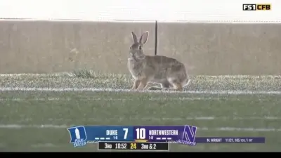 Rabbit on the field during Northwestern-Duke game