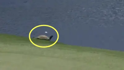 Rory McIlroy skips a shot over a turtle